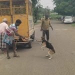 உடுமலை நகராட்சியில் தெரு நாய்களுக்கு கருத்தடை ஆபரேஷன் பணி துவக்கம்.