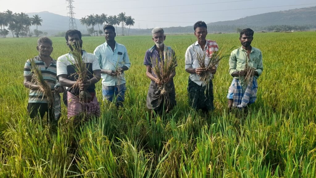 சோழவந்தானில் மர்ம நோய் தாக்கியதில் 1000 ஏக்கருக்கு மேல் நெல் பயிர்கள் நாசம் நிவாரண வழங்க விவசாயிகள் கோரிக்கை!