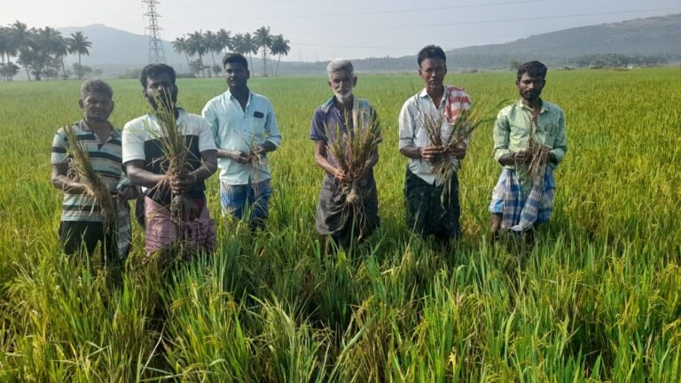 சோழவந்தானில் மர்ம நோய் தாக்கியதில் 1000 ஏக்கருக்கு மேல் நெல் பயிர்கள் நாசம் நிவாரண வழங்க விவசாயிகள் கோரிக்கை!