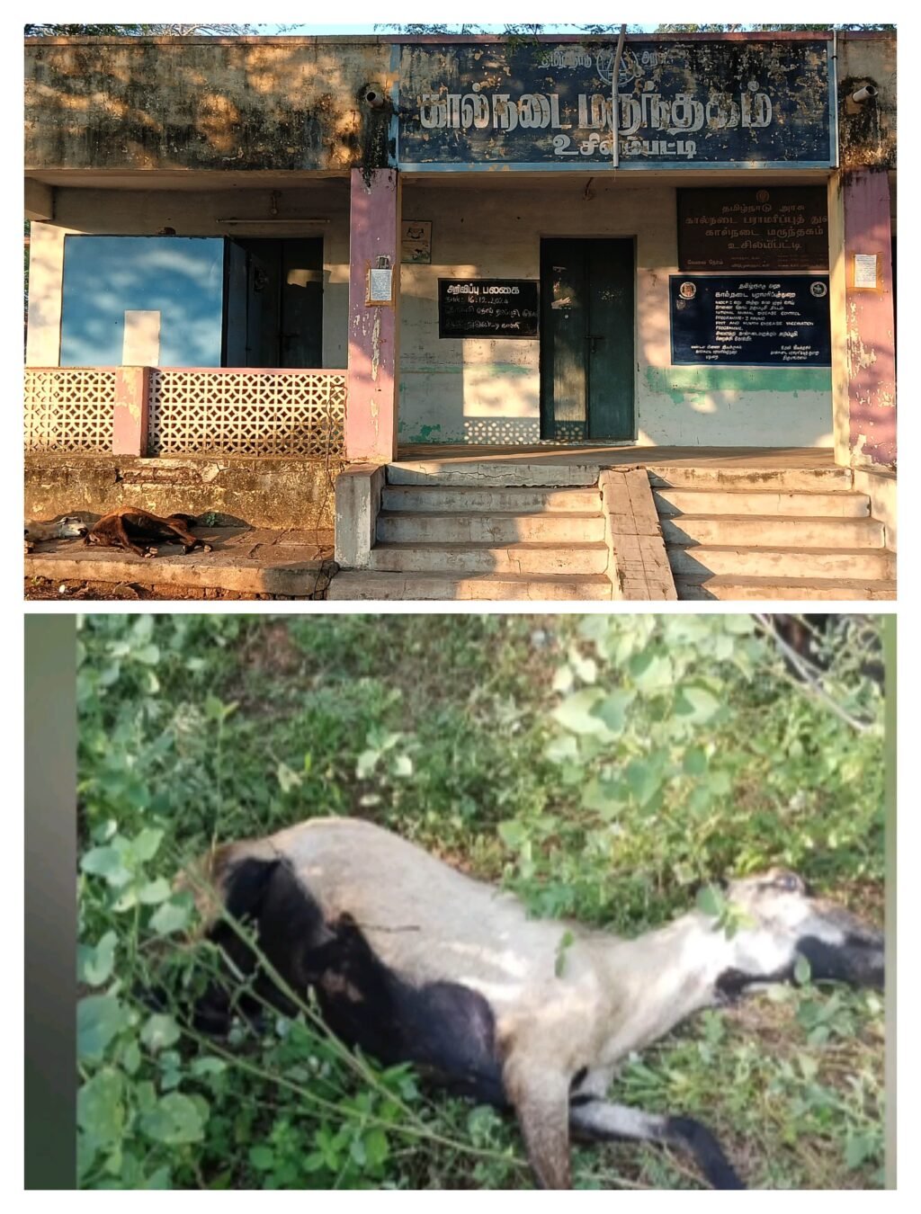 உசிலம்பட்டி அருகே மின்சாரம் தாக்கி ஆடுகள் சாவு.