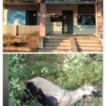 உசிலம்பட்டி அருகே மின்சாரம் தாக்கி ஆடுகள் சாவு.