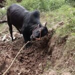 மதுரை அவனியா புரத்தில் உலகப் புகழ்பெற்ற ஜல்லிக்கட்டு போட்டிக்காக காளைகளுக்கு தீவிர பயிற்சிகள்.