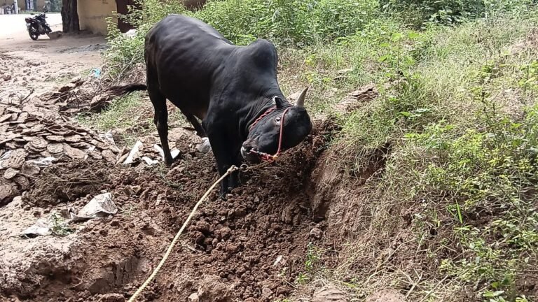 மதுரை அவனியா புரத்தில் உலகப் புகழ்பெற்ற ஜல்லிக்கட்டு போட்டிக்காக காளைகளுக்கு தீவிர பயிற்சிகள்.
