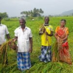 விக்கிரமங்கலம் அருகே அய்யனார்குளம் ஊராட்சி ஆண்டிபட்டி பகுதியில் புயல் மழையால் 200க்கும் மேற்பட்ட ஏக்கர் நெற்கதிர்கள் சேதம்