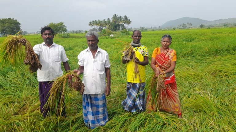 விக்கிரமங்கலம் அருகே அய்யனார்குளம் ஊராட்சி ஆண்டிபட்டி பகுதியில் புயல் மழையால் 200க்கும் மேற்பட்ட ஏக்கர் நெற்கதிர்கள் சேதம்