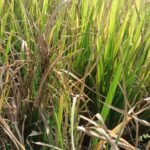 உசிலம்பட்டி அருகே குலை நோய் தாக்குதலால் 50 க்கும் மேற்பட்ட ஏக்கர் நெற்பயிர்கள் சேதமடைந்த சம்பவம் விவசாயிகளிடையே சோகத்தை ஏற்படுத்தியுள்ளது.