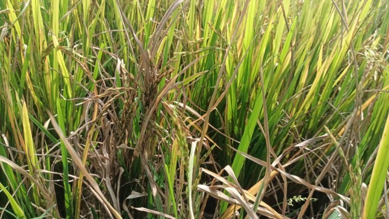 உசிலம்பட்டி அருகே குலை நோய் தாக்குதலால் 50 க்கும் மேற்பட்ட ஏக்கர் நெற்பயிர்கள் சேதமடைந்த சம்பவம் விவசாயிகளிடையே சோகத்தை ஏற்படுத்தியுள்ளது.