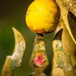 எதிர்மறை விஷயங்களை விலக்கி, நேர்மறை சக்தியைத் தரும் எலுமிச்சைக் கனி!