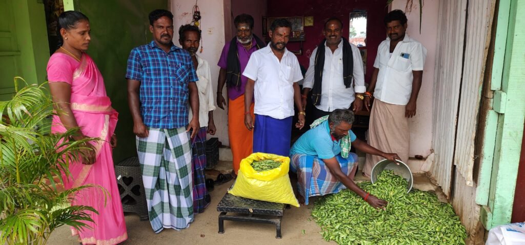 பாலமேடு பகுதிகளில் நாட்டுபச்சை மொச்சை சீசன் தொடக்கம்.