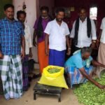 பாலமேடு பகுதிகளில் நாட்டுபச்சை மொச்சை சீசன் தொடக்கம்.