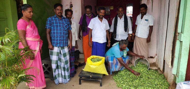 பாலமேடு பகுதிகளில் நாட்டுபச்சை மொச்சை சீசன் தொடக்கம்.
