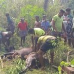 கிணற்றில் தவறி விழுந்த பசுமாடு மீட்பு.