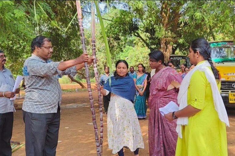 பொங்கல் கரும்புகளை கன்னியாகுமரி மாவட்ட ஆட்சித்தலைவர் திருமதி.ஆர்.அழகுமீனா ஆய்வு.