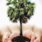 பனைமரம்.