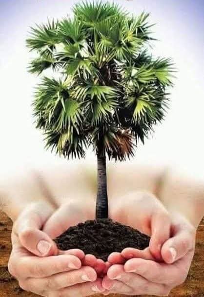 பனைமரம்.