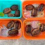 விமானம் மூலம்ஆமை கடத்தி வந்த நபர் கைது