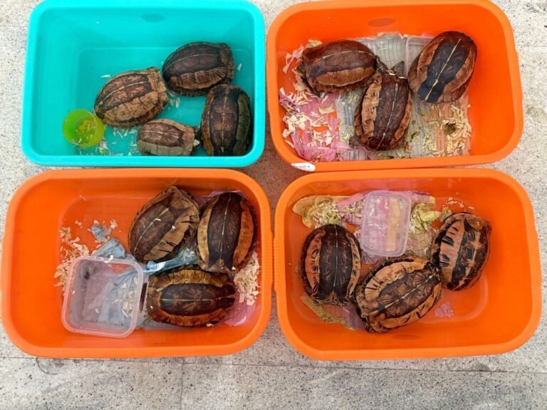 விமானம் மூலம்ஆமை கடத்தி வந்த நபர் கைது