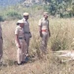 செந்நாய் கடித்து மான் இறப்பு