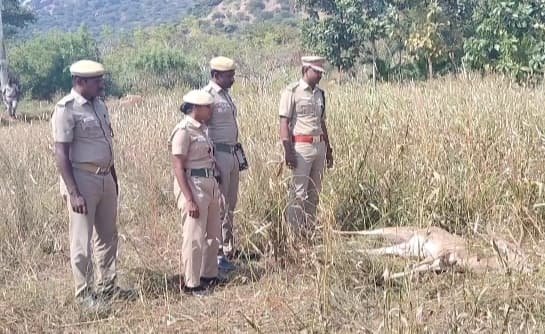 செந்நாய் கடித்து மான் இறப்பு