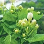 மல்லிகை பூ.