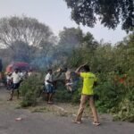 சோழவந்தான் அருகே அமைச்சர் மூர்த்தி வரும் வழியில் பழமையான புளிய மர கிளைகள் விழுந்ததால் போக்குவரத்து பாதிப்பு