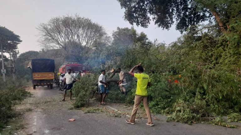 சோழவந்தான் அருகே அமைச்சர் மூர்த்தி வரும் வழியில் பழமையான புளிய மர கிளைகள் விழுந்ததால் போக்குவரத்து பாதிப்பு