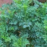 உடைந்த எழும்பைக் கூட ஒட்ட வைக்கும் மூலிகை...அதிர்ந்து போன மருத்துவர்கள்