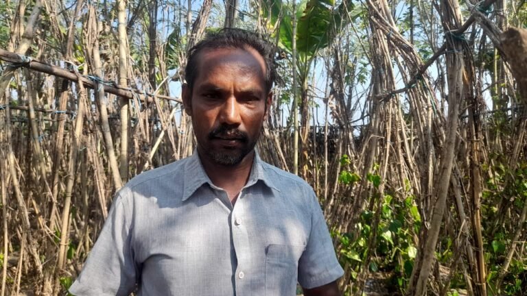 சோழவந்தானில் இரவு நேர திருடர்களால் கொடிக்கால் விவசாயிகள் பாதிப்பு