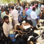 வாடிப்பட்டி ஆட்டுச் சந்தையில் 50 லட்சத்திற்கு ஆடுகள் விற்பனை