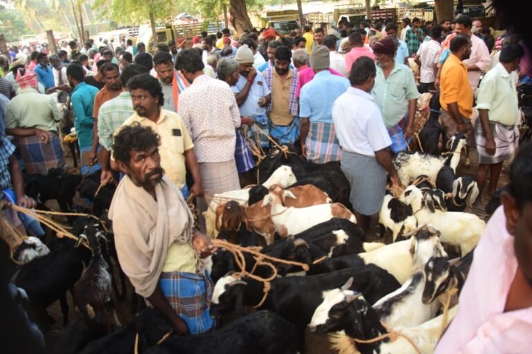 வாடிப்பட்டி ஆட்டுச் சந்தையில் 50 லட்சத்திற்கு ஆடுகள் விற்பனை