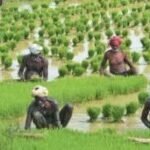 தமிழ்நாட்டில் விவசாயிகளுக்கு மத்திய அரசு வழங்கும் பி எம் கிஷான் திட்டத்தில் குளறுபடியால் லட்சக்கணக்கான விவசாயிகள் பாதிப்பு.
