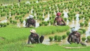 தமிழ்நாட்டில் விவசாயிகளுக்கு மத்திய அரசு வழங்கும் பி எம் கிஷான் திட்டத்தில் குளறுபடியால் லட்சக்கணக்கான விவசாயிகள் பாதிப்பு.
