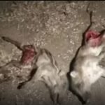 அடையாளம் தெரியாத வாகனம் மோதி 10 காட்டுப் பன்றிகளின் குட்டிகள் உட்பட 12 பன்றிகள் பலி: வனத்துறையினர் விபத்தில் பலியான பன்றிகளை கை கைபற்றி விபத்து குறித்து விசாரணை.