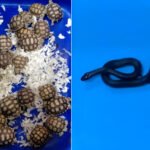 அரிய வகை உயிரினங்கள் கடத்தல்.