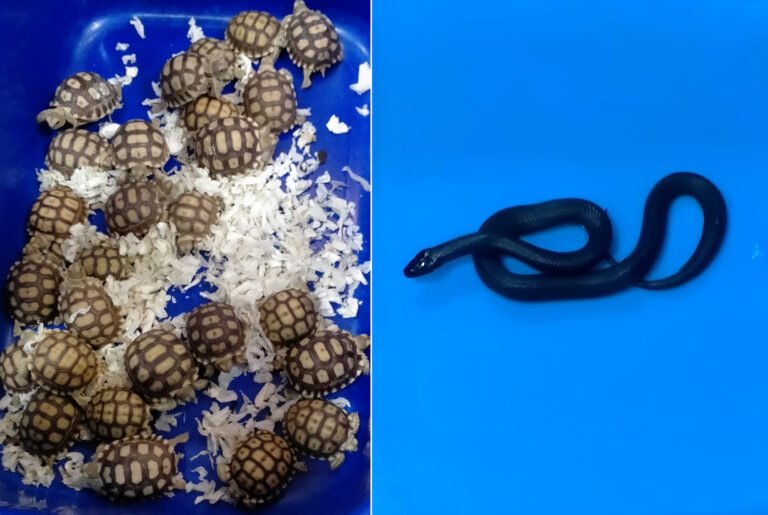 அரிய வகை உயிரினங்கள் கடத்தல்.