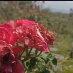 ரோஜாபூ விலை குறைவு