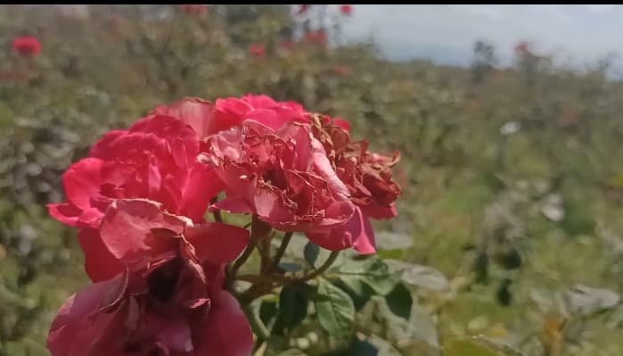 ரோஜாபூ விலை குறைவு
