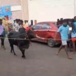 அலங்காநல்லூர் கீழக்கரை ஜல்லிக்கட்டில் தொடர்ச்சியாக நடைபெறும் குளறுபடிகளால் ஜல்லிக்கட்டு ஆர்வலர்கள் வேதனை