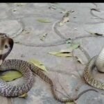 ஒரே வீட்டில் இரண்டு நல்ல பாம்பு அதிர்ச்சியில் வீட்டில் உரிமையாளர்