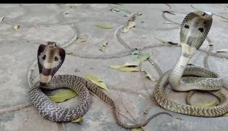 ஒரே வீட்டில் இரண்டு நல்ல பாம்பு அதிர்ச்சியில் வீட்டில் உரிமையாளர்