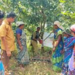 அலங்காநல்லூர் அருகே மாவுப்பூச்சியைக் கட்டுப்படுத்த மா மரத்தில் தண்டுப் பட்டை கட்டுதல் குறித்து வேளாண் மாணவிகள் செயல் விளக்கம்.