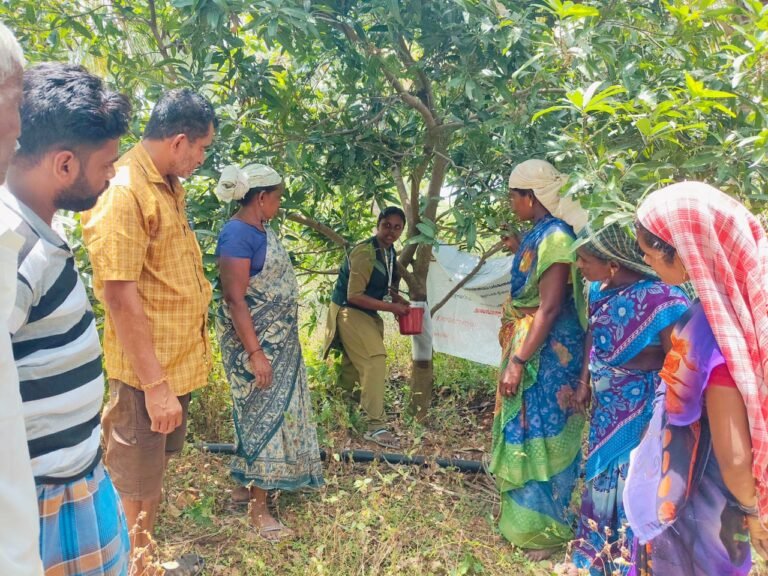 அலங்காநல்லூர் அருகே மாவுப்பூச்சியைக் கட்டுப்படுத்த மா மரத்தில் தண்டுப் பட்டை கட்டுதல் குறித்து வேளாண் மாணவிகள் செயல் விளக்கம்.