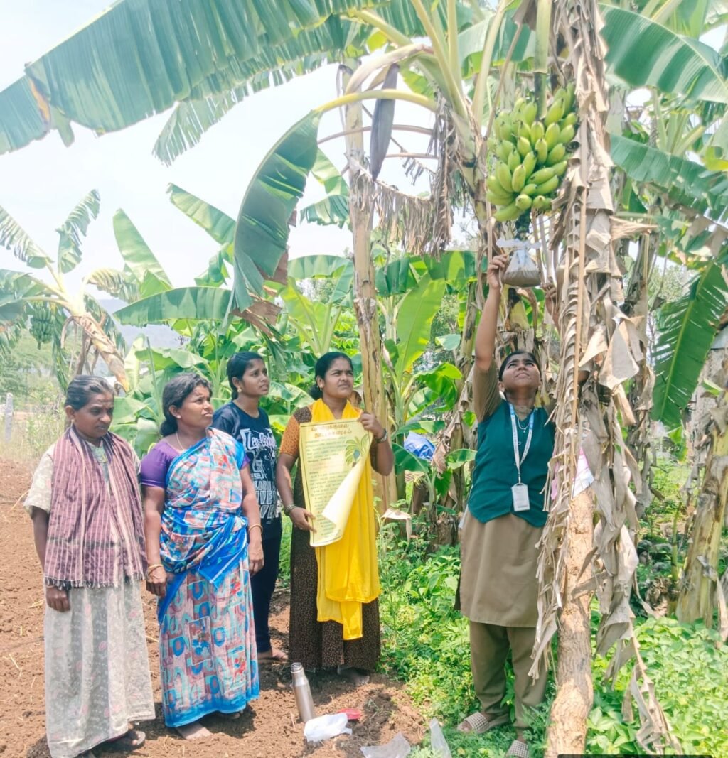 வாழைக்குலை ஊட்டக்கரைசல் நுட்பம் பற்றி வேளாண் மாணவி விளக்கம்.