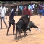 கிடா முட்டும் போட்டி