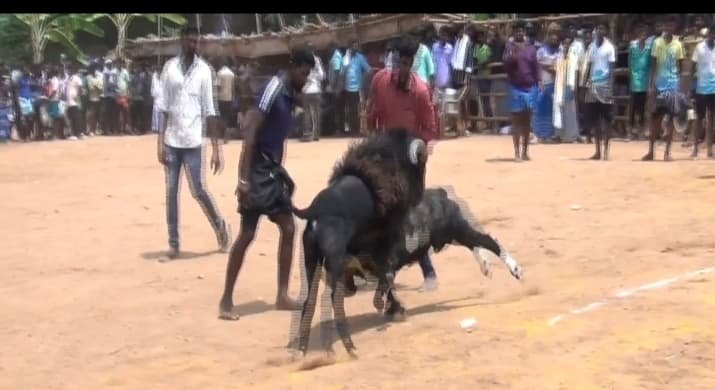 கிடா முட்டும் போட்டி