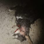 நாய் கடித்ததில் ஆடு, சேவல் பலி!