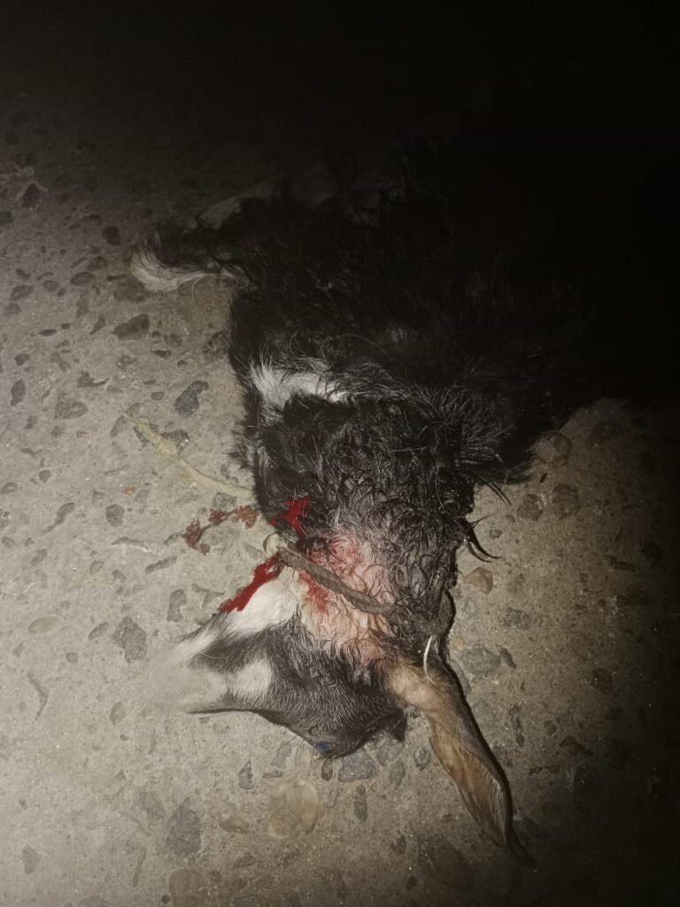 நாய் கடித்ததில் ஆடு, சேவல் பலி!