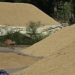 சோழவந்தான் அருகே, முள்ளிப்பள்ளம் கிராமத்தில் திடீரென மூடப்பட்ட நெல் கொள்முதல் நிலையத்தால் விவசாயிகள் பரிதவிப்பு… உடனே திறக்க கோரிக்கை!