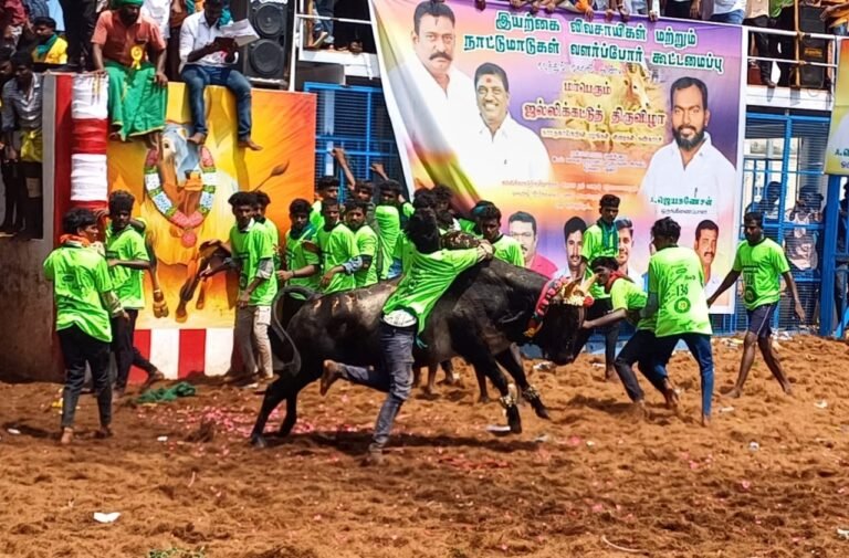 மதுரை மாவட்டம் அலங்காநல்லுார் அருகே கீழக்கரை கிராமத்தில் அமைந்துள்ள கலைஞர் நூற்றாண்டு ஏறுதழுவுதல் அரங்கத்தில் இயற்கை விவசாயிகள் மற்றும் நாட்டு மாடுகள் வளர்ப்போர் கூட்டமைப்பு சார்பில் ஜல்லிக்கட்டு போட்டி நடைபெற்றது.