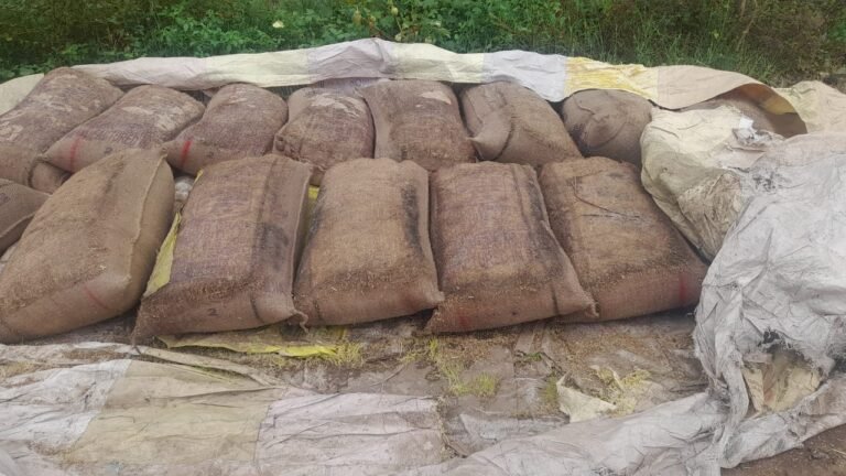 சோழவந்தான் மற்றும் சுற்று வட்டார பகுதியில் நெல் கொள்முதல் நிலையங்களை திடீரென மூடியதால் நெல் மூட்டைகள் மழையில் நனைந்து முளைத்து சேதமடைந்துள்ளது